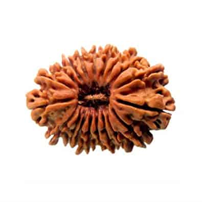 Picture of 20 Mukhi Rudraksha