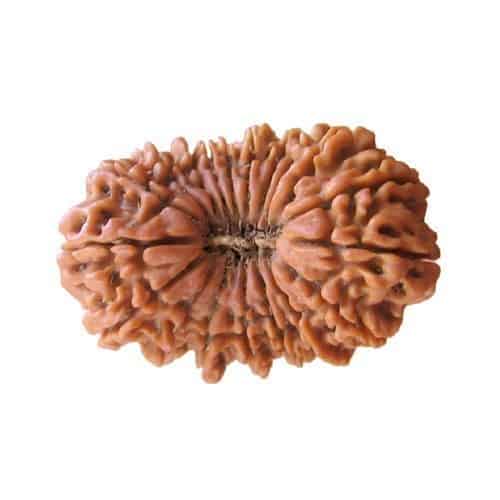 Picture of 19 Mukhi Rudraksha