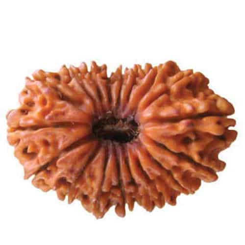 Picture of 18 Mukhi Rudraksha