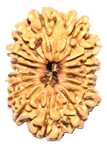 Picture of 15 Mukhi Rudraksha