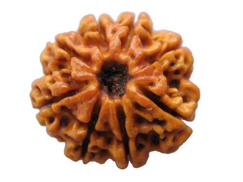 Picture of 8 Mukhi Rudraksha