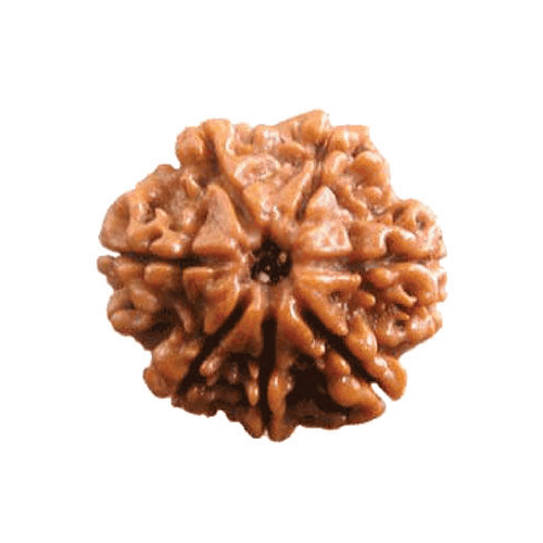 Picture of 7 Mukhi Rudraksha