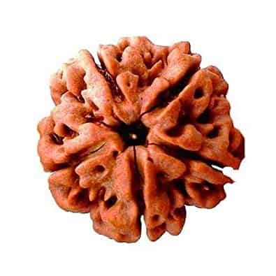 Picture of 5 Mukhi Rudraksha