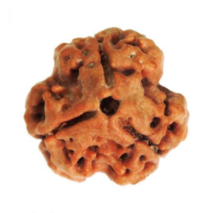 Picture of 3 Mukhi Rudraksha