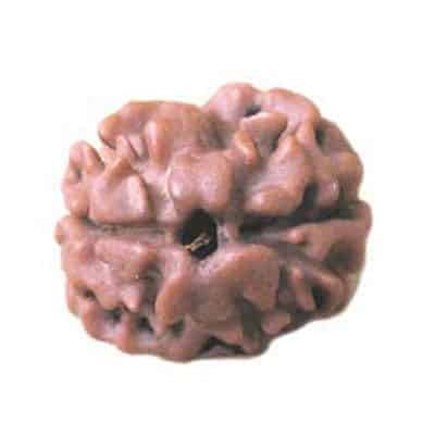 Picture of 2 Mukhi Rudraksha