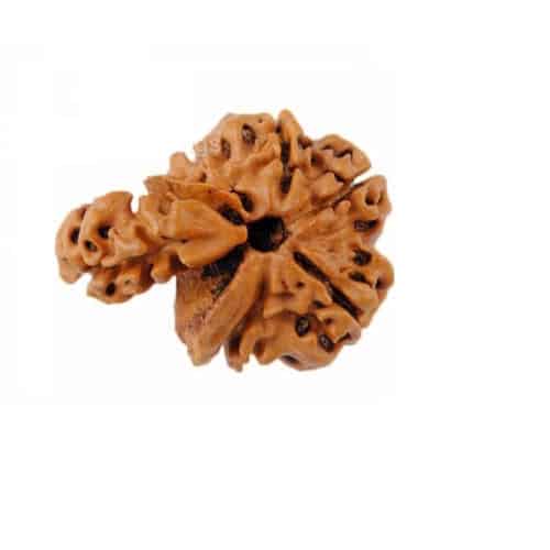 Picture of Sawar Rudraksha