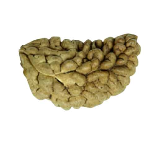 Picture of 1 face rudraksha