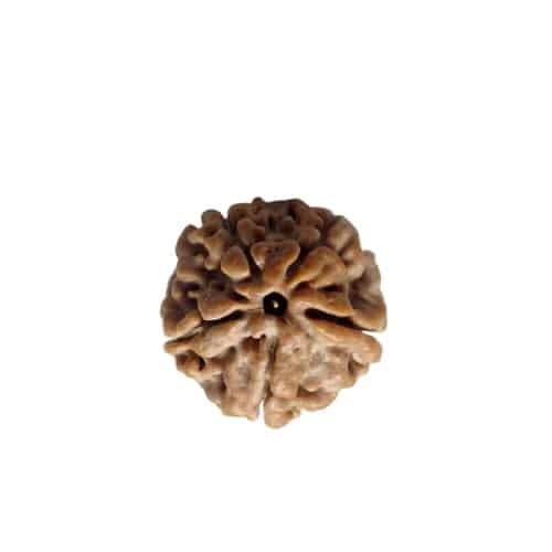 Picture of 5 Face Rudraksha