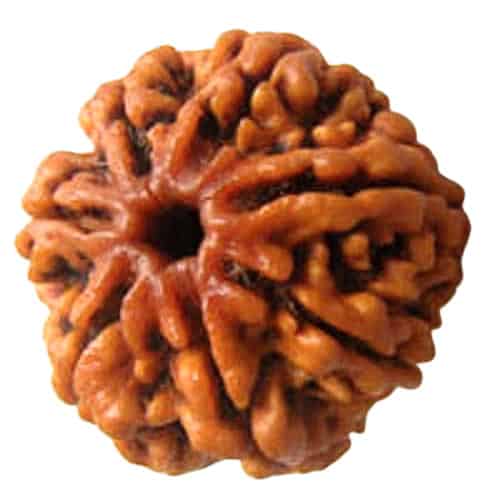 Picture of 6 face rudraksha