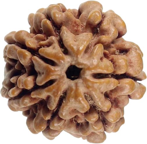 Picture of 7 face rudraksha