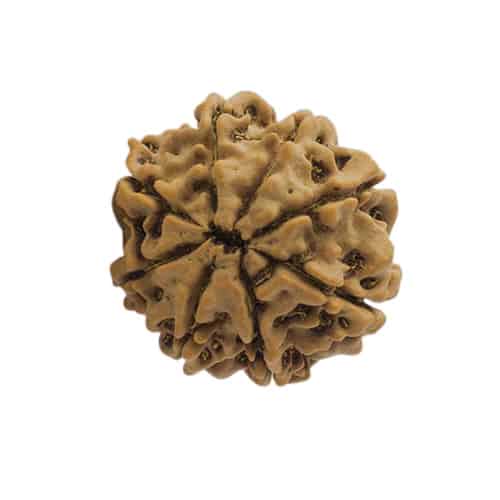 Picture of 8 face rudraksha