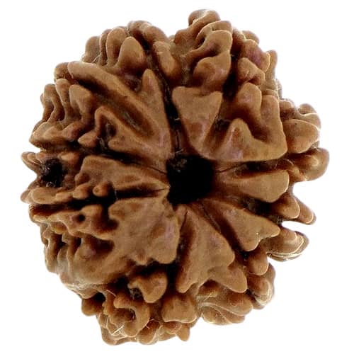 Picture of 9 face rudraksha