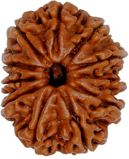 Picture of 11 face rudraksha