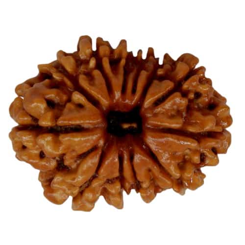 Picture of 12 face rudraksha