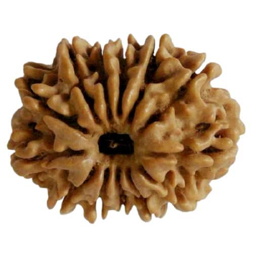 Picture of 13 face rudraksha