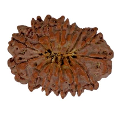 Picture of 14 face rudraksha