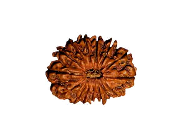 Picture of 15 face rudraksha