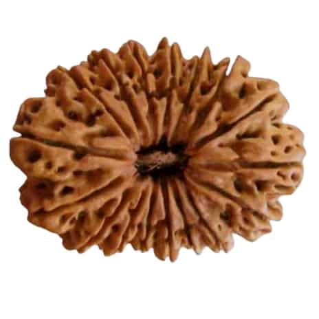 Picture of 16 face rudraksha