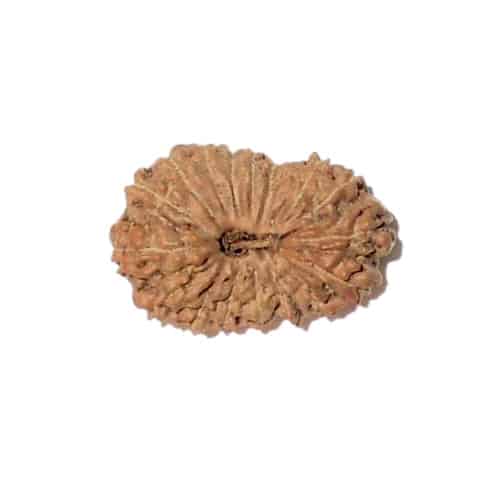 Picture of 17 face rudraksha