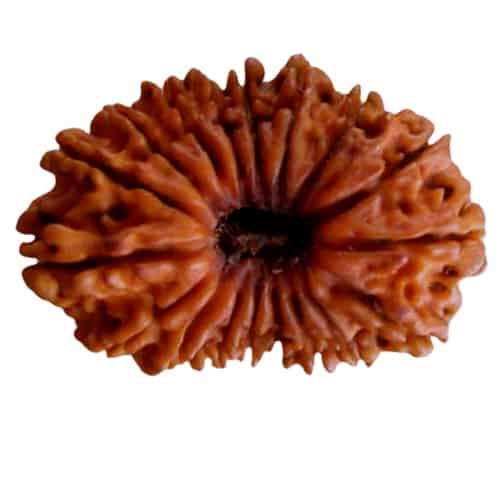 Picture of 18 face rudraksha