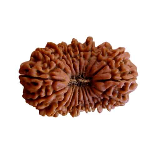 Picture of 19 face rudraksha