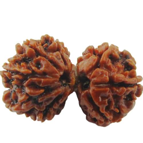 Picture of Gauri Shankar Rudraksha rl