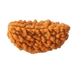 Picture of 1 mukhi
