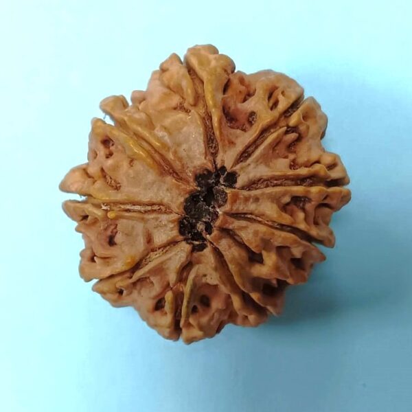 9 mukhi rudraksha nepali 1