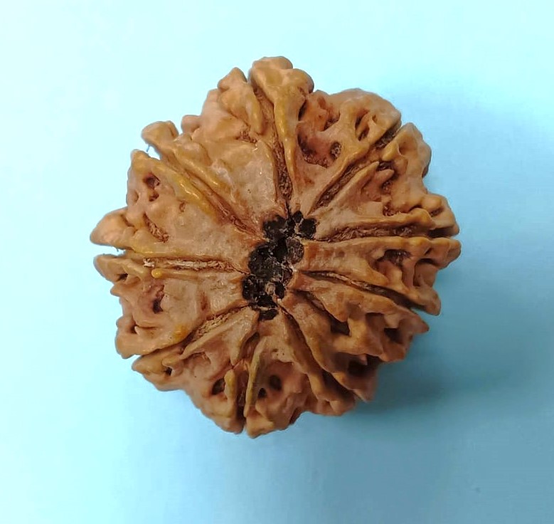 9 mukhi rudraksha nepali 1