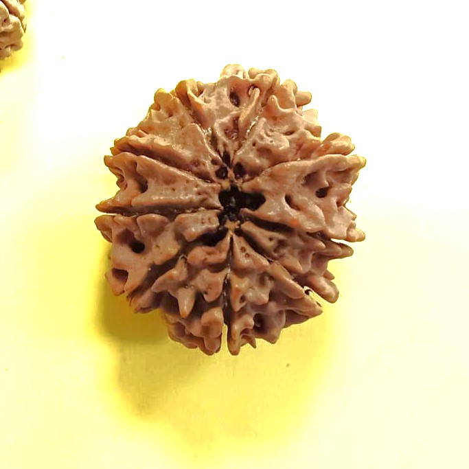 9 mukhi rudraksha nepali 1