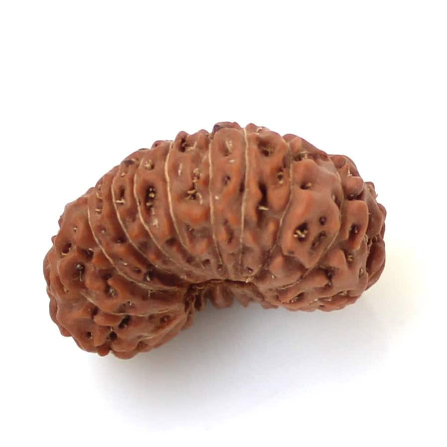 20 mukhi rudraksha indonesia.